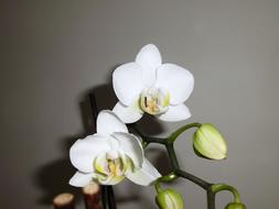 Orchid White green flowers