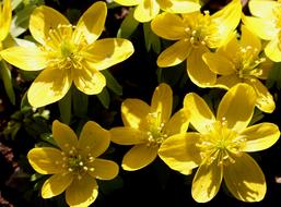 Flowers Blueen Winter Linge