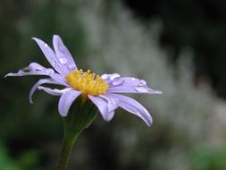 purple daisy with Rain drops on petals, blur background