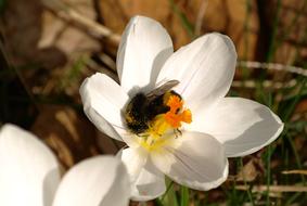 Hummel Crocus White and bee