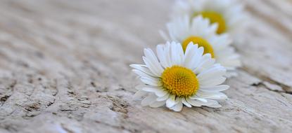 white daisies on wooden surface with blurred background