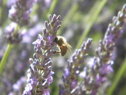 Bee on the beautiful, purple and green lavender flowers in Provence, France