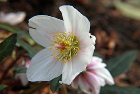 Beautiful, blossoming, white, yellow and purple flowers with the green leaves in spring