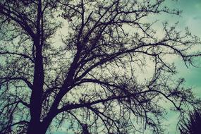 Tree Branches