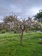 Flowering Tree Spring