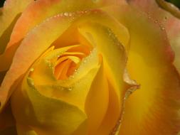 yellow Rosa Flowers