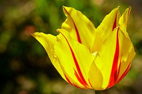 red and yellow Tulip Tabby