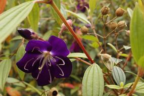 purple spring flower on a bush in the garden