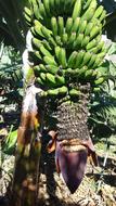 Bananas Flower Tree green