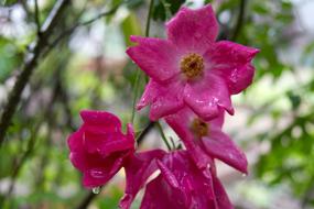 Flower Rain Garden pink
