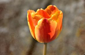 photo of an orange tulip on the wallpaper