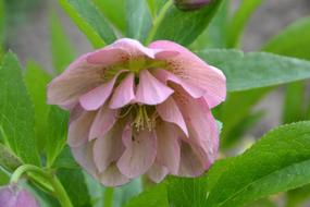 hellebore, Pink Flower close up