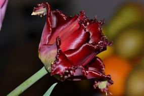 Flower Tulip dark red
