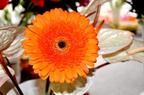 Beautiful, blooming, orange and red gerbera flower, among the other colorful plants