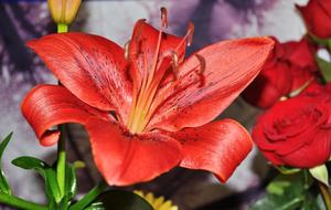 Red Lily and roses