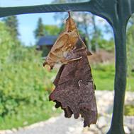 Butterfly Pupa