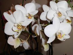 Orchid White Flowers close-up