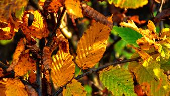 Autumn Holidays