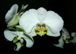 Orchid White macro
