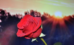 Rose, Red flower at sunset