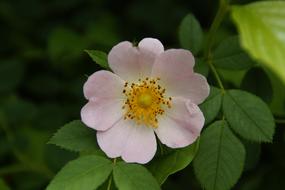 Wild Rose Hip green leaf