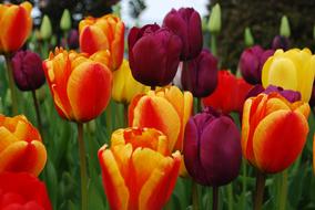 Flower Field colors