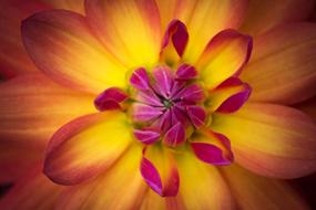 yellow and purple Spring Flower