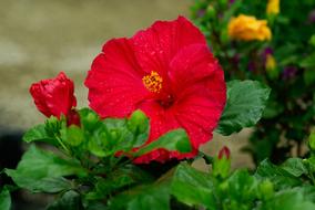 Flower of Hibiscus with dew Drops