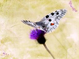 Butterfly Apollo on Flower