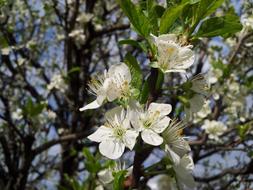 Tree Flower white