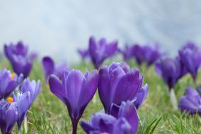 Crocus Flowers green grass