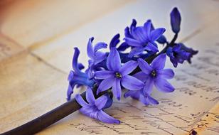 Close-up of the beautiful blue and violet hyacinth flowers on the letter s