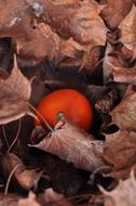 Mandarin in Autumn Foliage