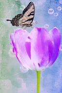 butterfly on tulip as watercolor painting