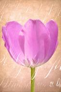 tulip Blossom drawing