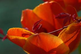 orange tulip close up in the garden