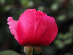 Beautiful, blooming, pink and red rose flower on the stem, at blurred background