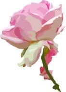 painted pink white rose as an illustration