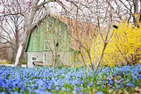 Barn Spring Flowers Forsythia