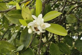 Citrus Bee and green leaf