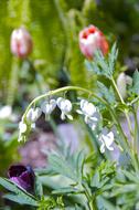 plant with flowers in a meadow with a blurred background