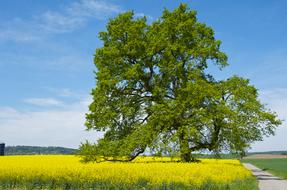 Tree Spring Oilseed