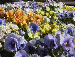 Flowers Pansies