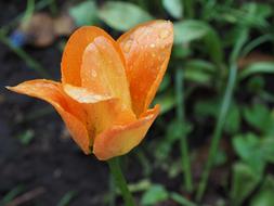 Flower Tulip Spring orange