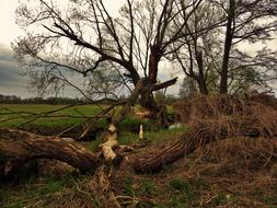 Tree Beaver