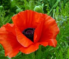 photo of red poppy on the wallpaper