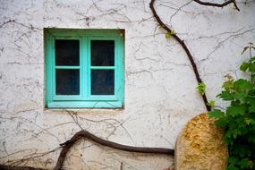 Vine Window Grapes