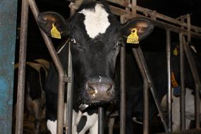 Cow Agriculture