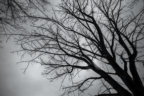 Tree Winter Japan Black And