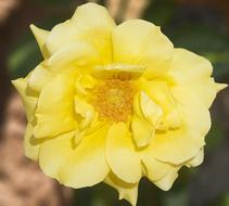 Rosa Yellow macro